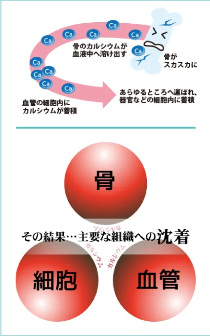カルシウム・パラドックスのイメージ