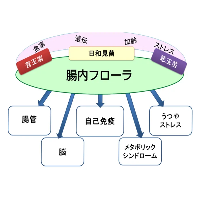 腸内フローラのイメージ